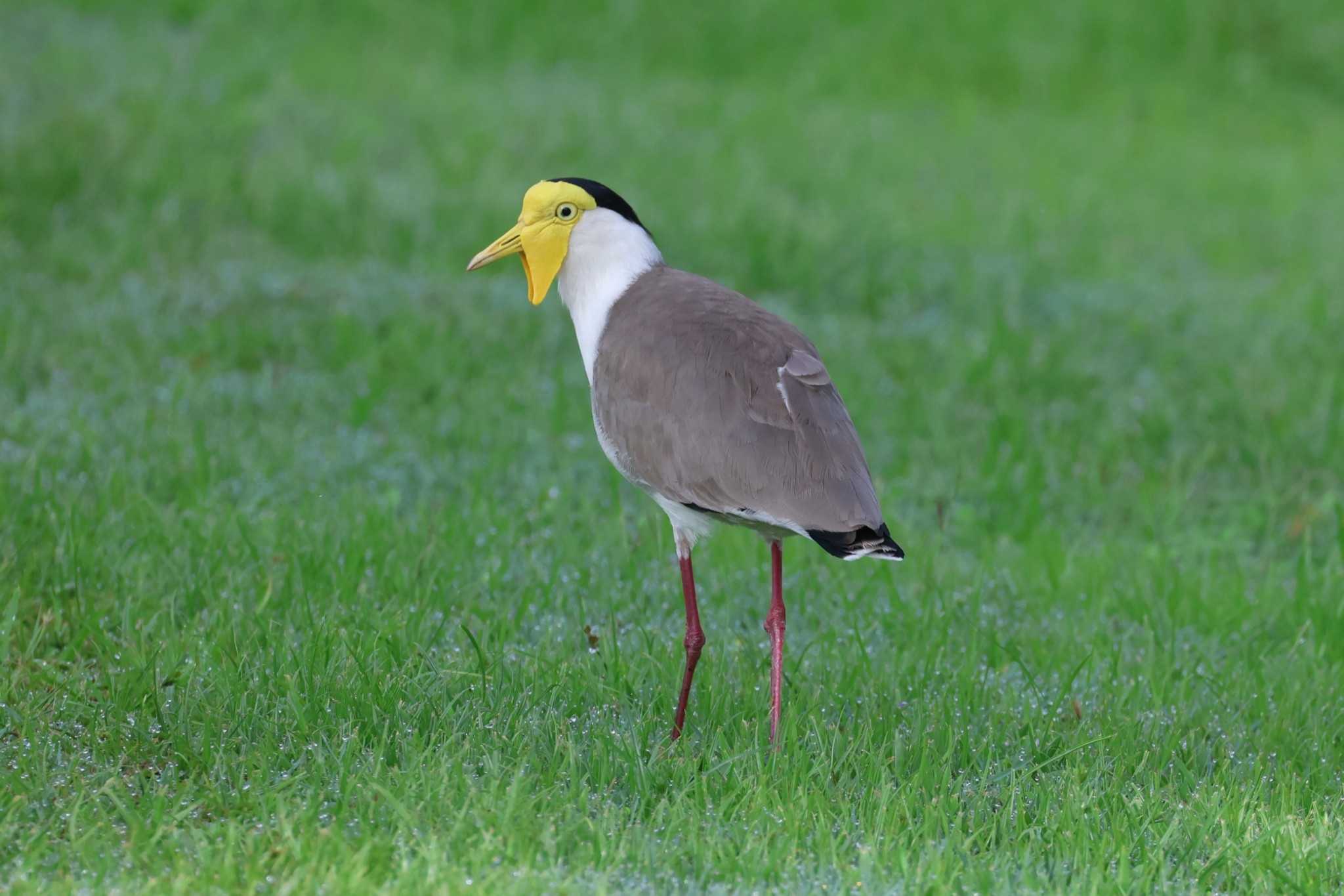 Masked Lapwing