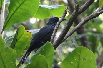 Black Butcherbird Mission Beach QLD Australia Tue, 4/9/2024