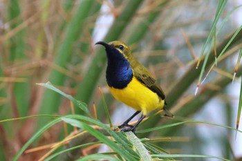 Ornate Sunbird Mission Beach QLD Australia Tue, 4/9/2024