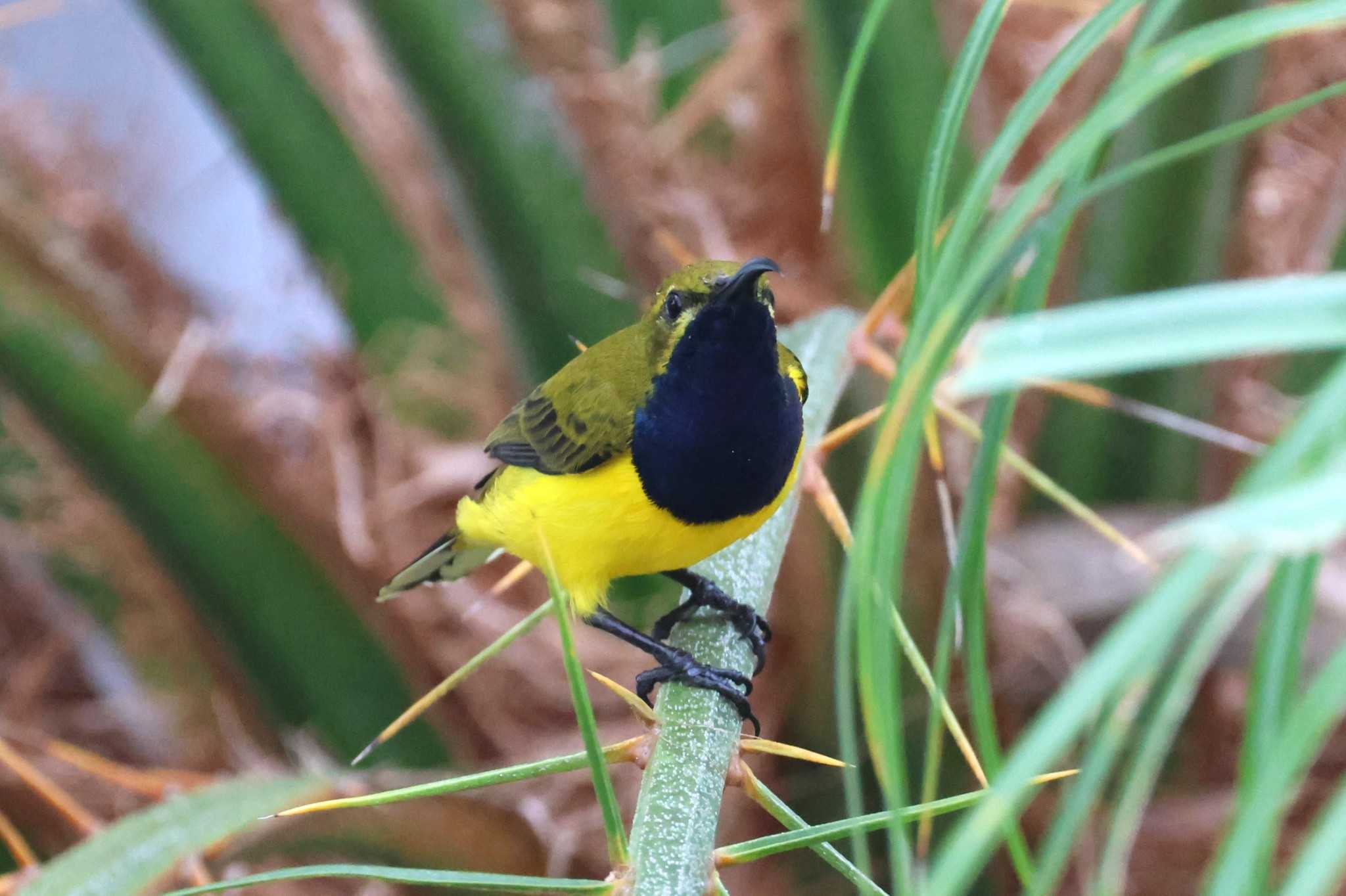 キバラタイヨウチョウ