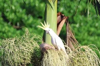 Sulphur-crested Cockatoo Mission Beach QLD Australia Tue, 4/9/2024