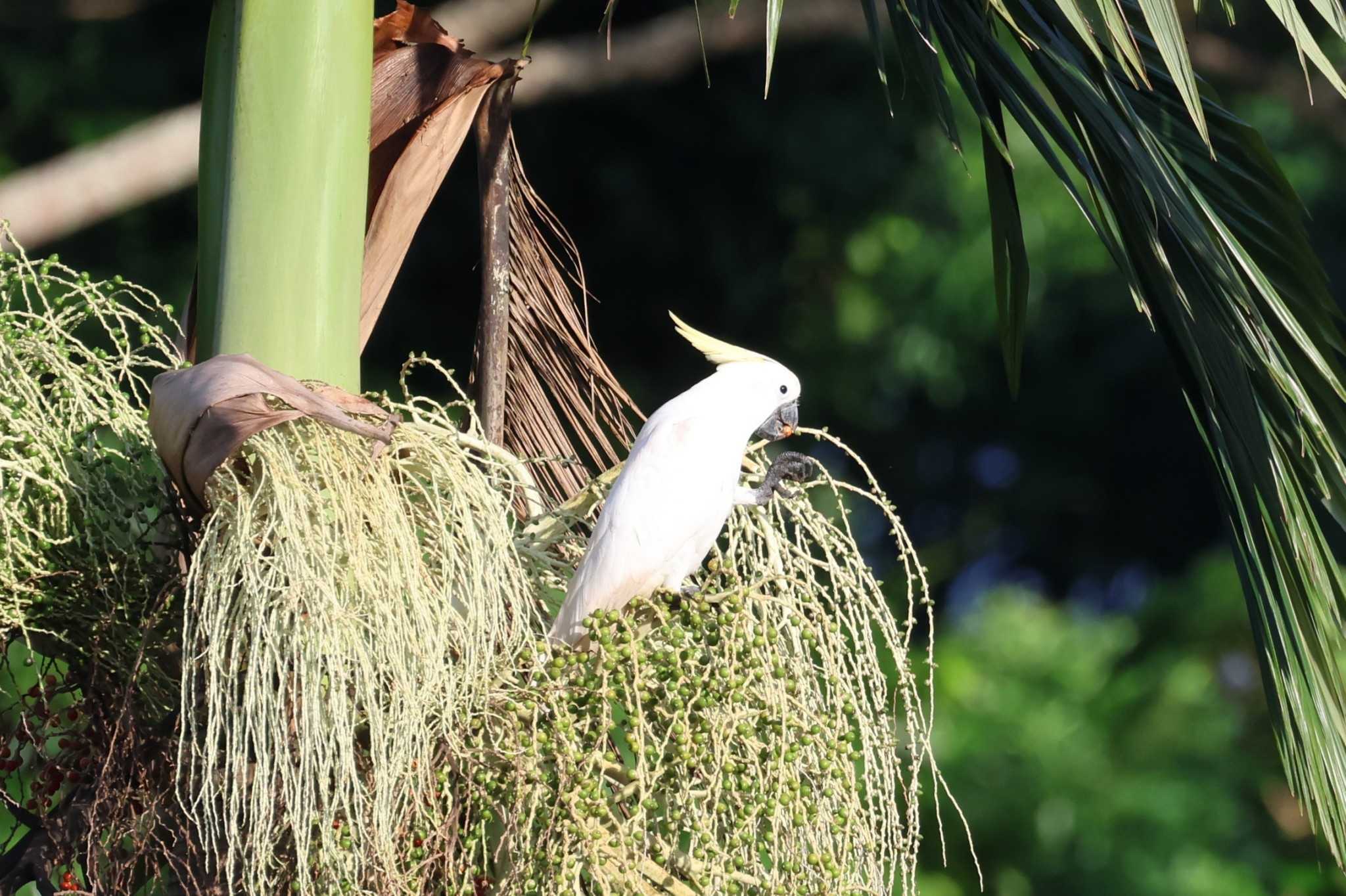 Sulphur-crested Cockatoo