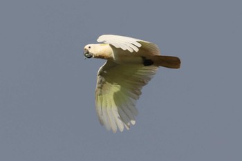 Sulphur-crested Cockatoo Mission Beach QLD Australia Tue, 4/9/2024