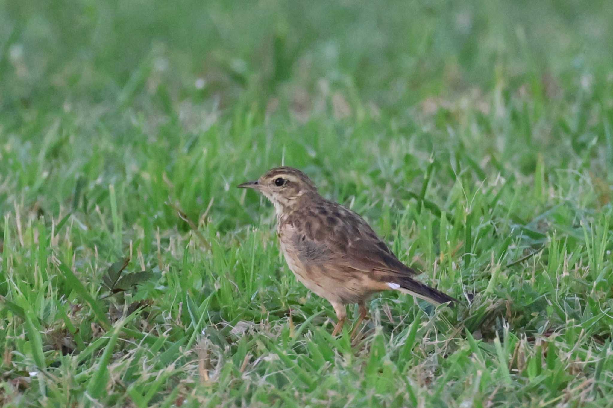 Australian Pipit