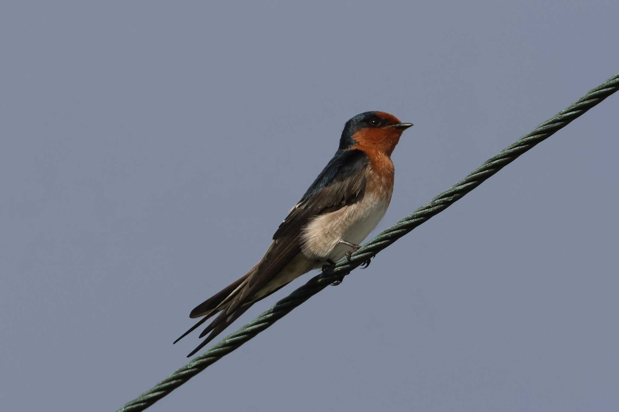 Welcome Swallow