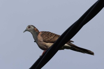 Bar-shouldered Dove Mission Beach QLD Australia Tue, 4/9/2024