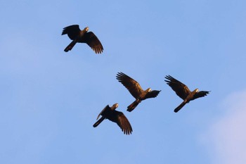 Red-tailed Black Cockatoo Mission Beach QLD Australia Tue, 4/9/2024