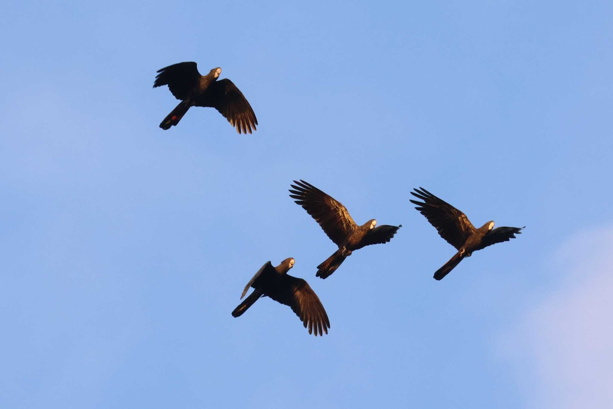 Red-tailed Black Cockatoo