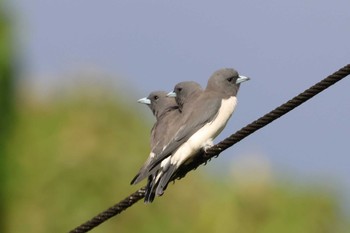 White-breasted Woodswallow Mission Beach QLD Australia Tue, 4/9/2024