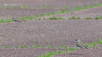 Little Ringed Plover 平城宮跡 Sat, 4/6/2024