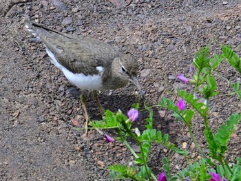 Common Sandpiper 平城宮跡 Sat, 4/6/2024