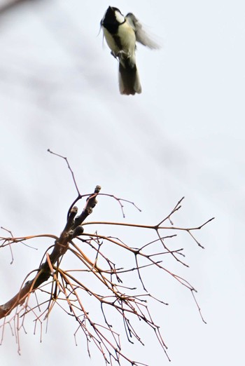 Japanese Tit 平城宮跡 Sat, 4/6/2024