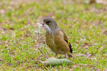 カワラヒワ 石ケ谷公園 2024年3月19日(火)