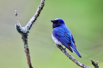 Blue-and-white Flycatcher 神奈川県 Sat, 4/20/2024