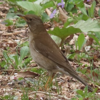 Pale Thrush 滝沢森林公園 Wed, 4/24/2024