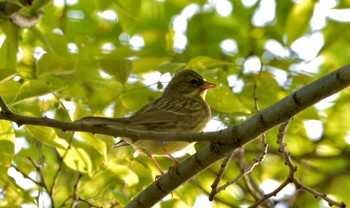 Masked Bunting 磐田大池 Sun, 4/14/2024