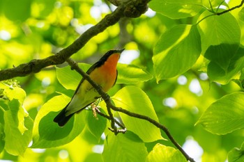 Narcissus Flycatcher 東京都 Sun, 4/21/2024