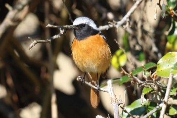 Daurian Redstart Arima Fuji Park Thu, 3/21/2024