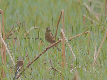 Grey-capped Greenfinch 愛知県愛西市立田町 Thu, 4/18/2024