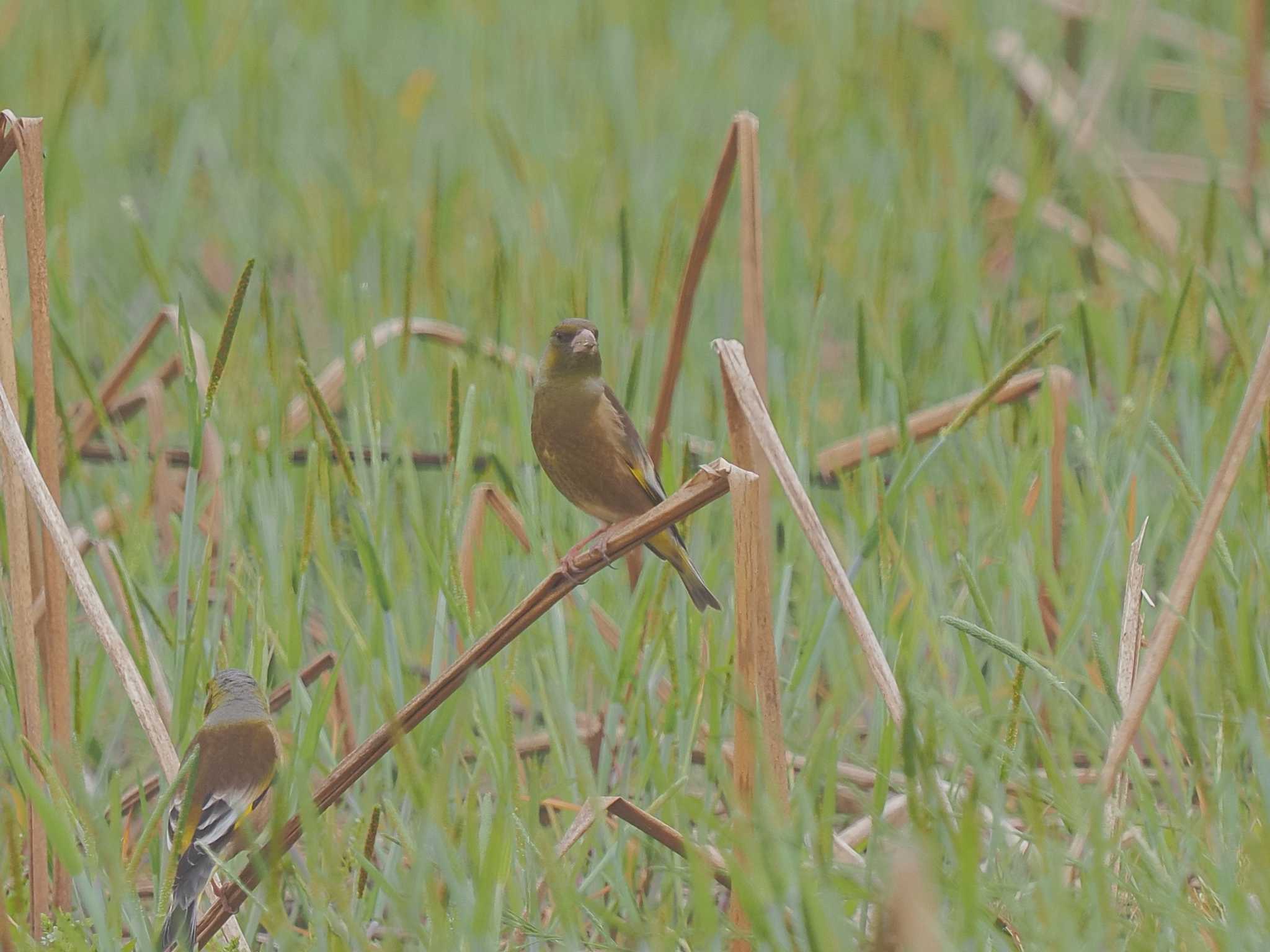 Grey-capped Greenfinch