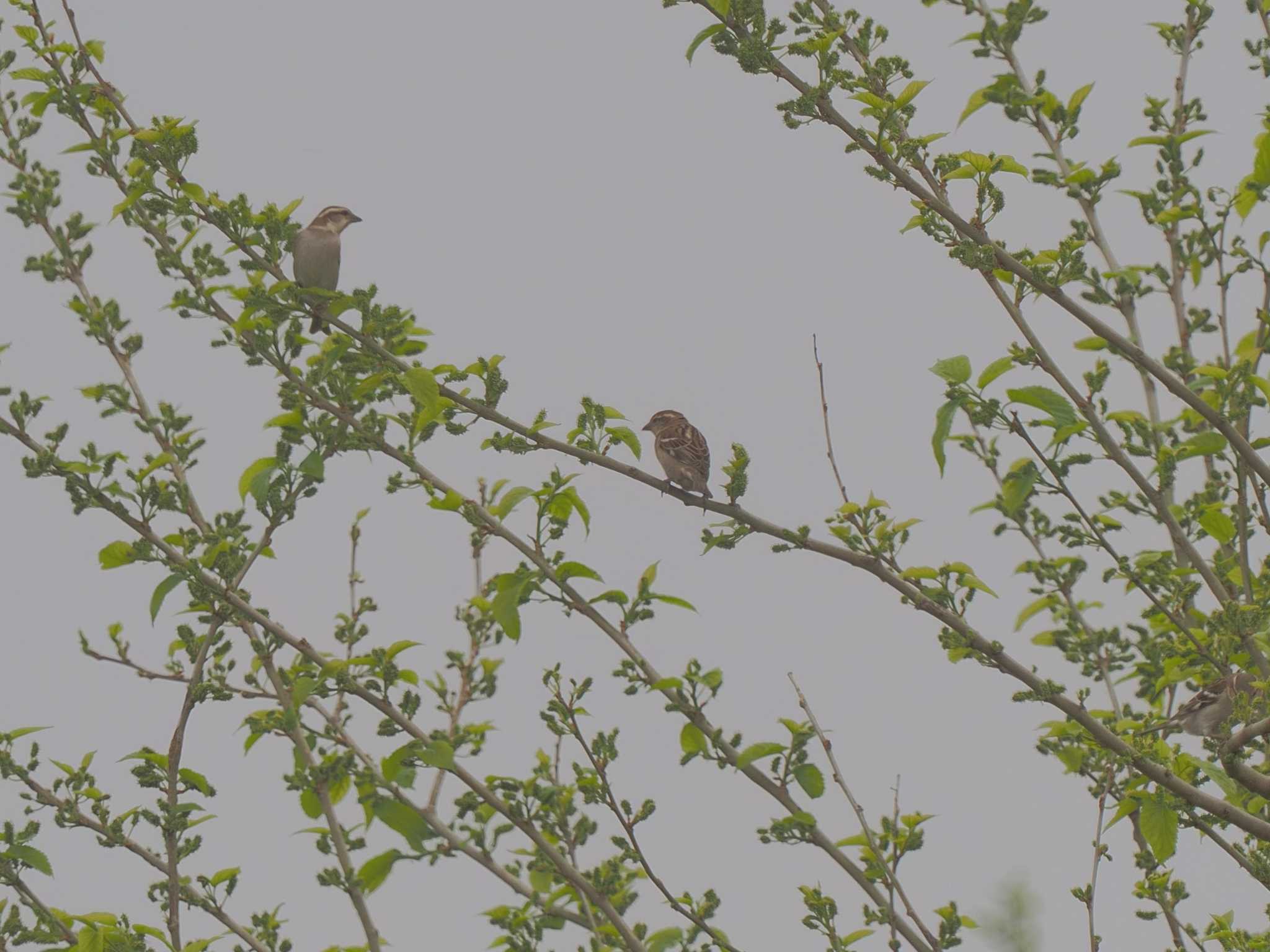 Photo of Russet Sparrow at 愛知県愛西市立田町 by MaNu猫