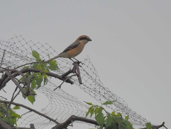 Bull-headed Shrike 愛知県愛西市立田町 Thu, 4/18/2024