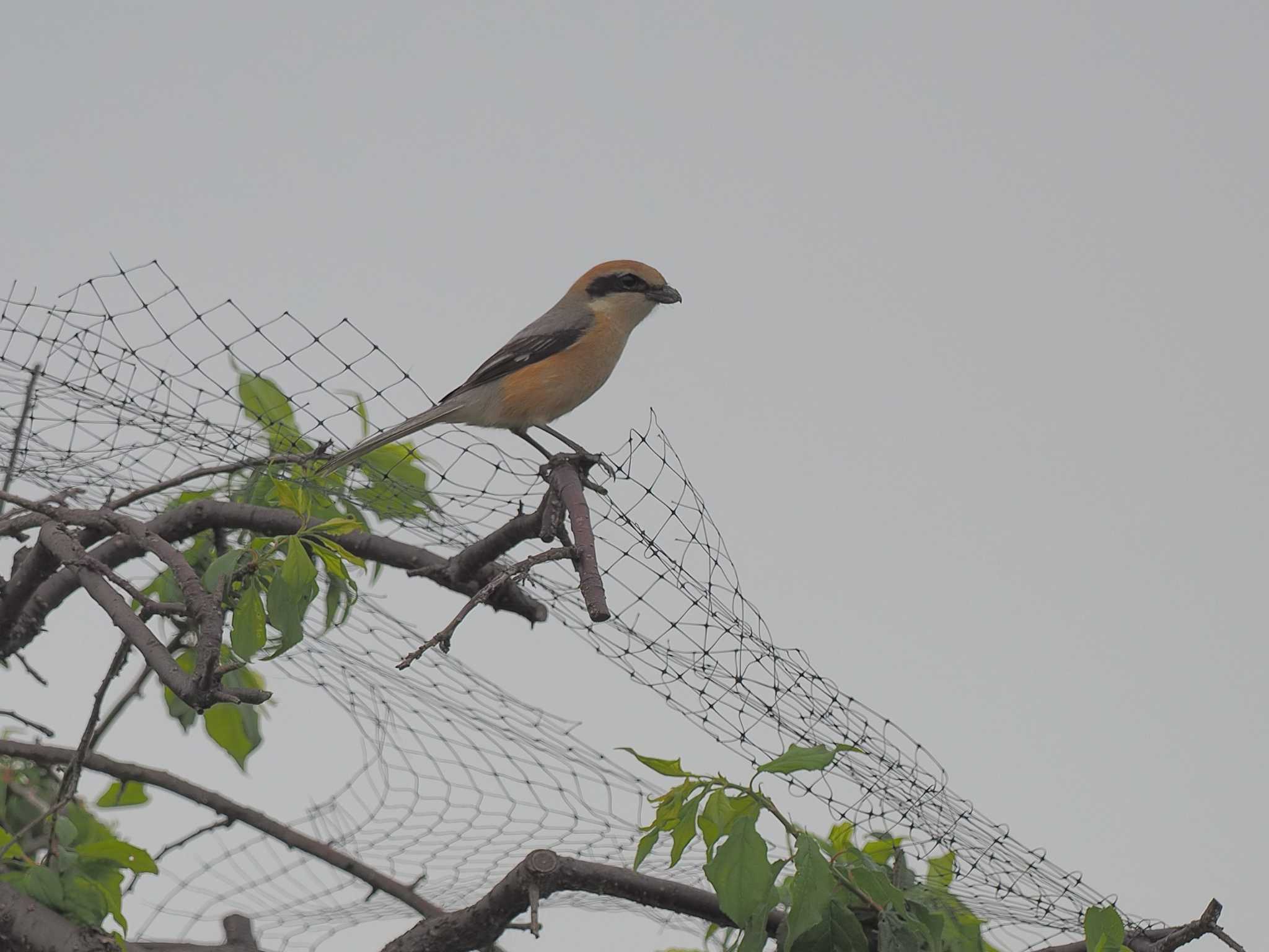 Photo of Bull-headed Shrike at 愛知県愛西市立田町 by MaNu猫