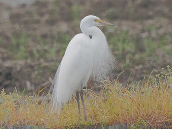 Great Egret(modesta)  愛知県愛西市立田町 Thu, 4/18/2024