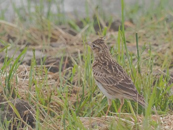 Eurasian Skylark 愛知県愛西市立田町 Thu, 4/18/2024