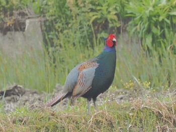 Green Pheasant 愛知県愛西市立田町 Thu, 4/18/2024