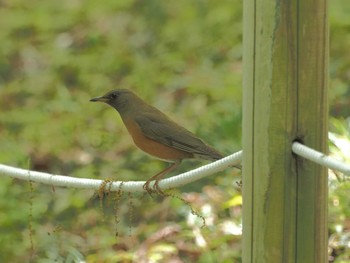 Brown-headed Thrush Unknown Spots Fri, 4/19/2024