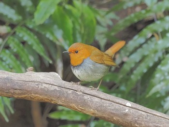 Japanese Robin Unknown Spots Fri, 4/19/2024