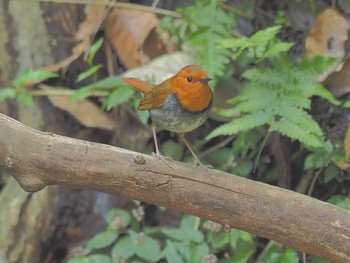 Japanese Robin Unknown Spots Fri, 4/19/2024