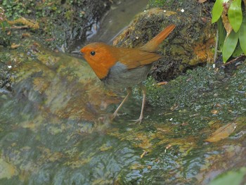 Japanese Robin Unknown Spots Fri, 4/19/2024