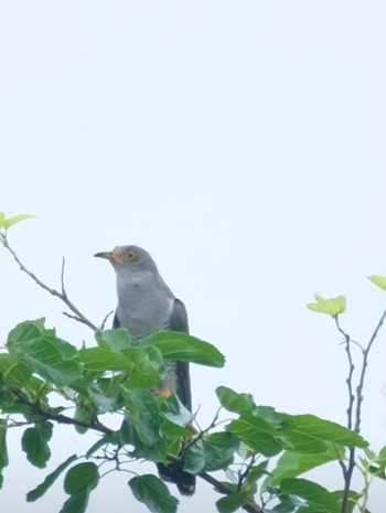 Common Cuckoo Watarase Yusuichi (Wetland) Unknown Date