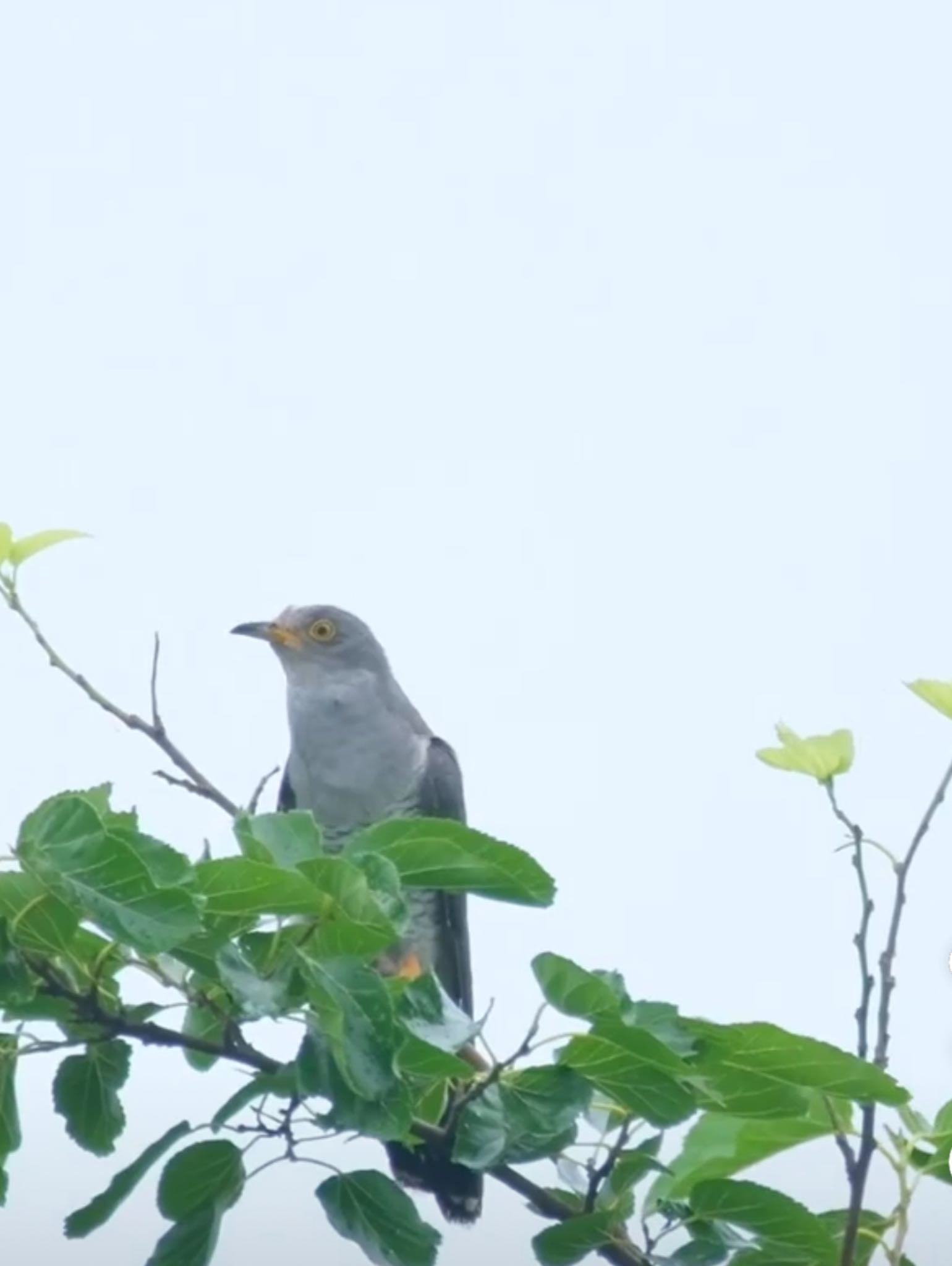 Photo of Common Cuckoo at Watarase Yusuichi (Wetland) by 015