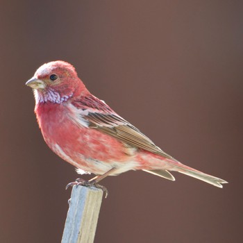 Pallas's Rosefinch Tobishima Island Mon, 4/22/2024