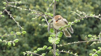 Bull-headed Shrike 奈良県 Wed, 4/24/2024