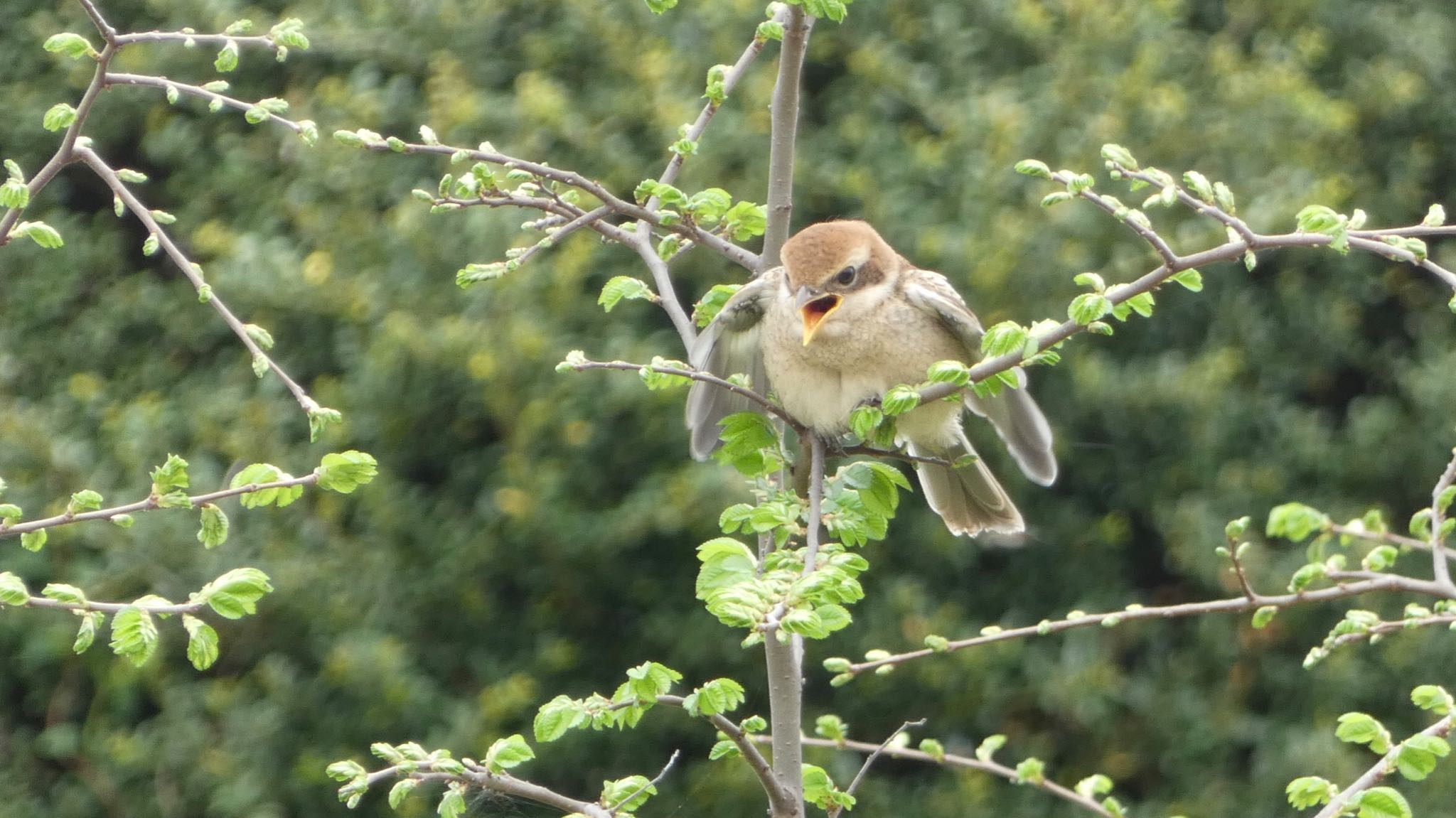 Bull-headed Shrike