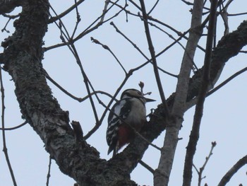 Great Spotted Woodpecker Senjogahara Marshland Tue, 4/23/2024