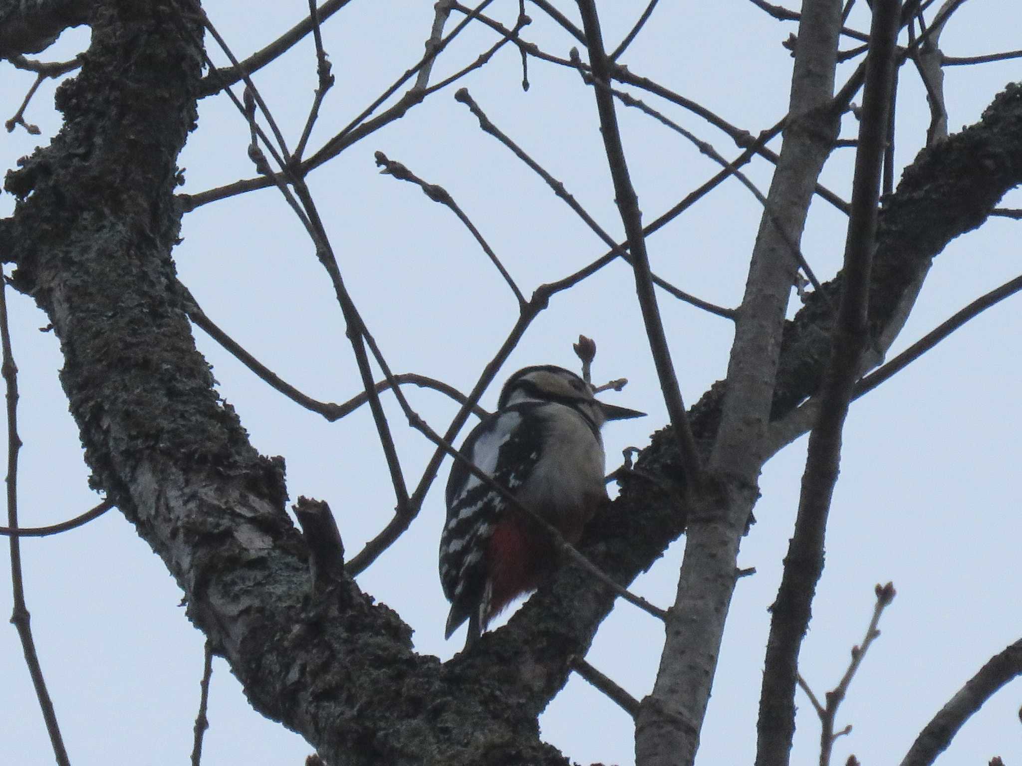 Photo of Great Spotted Woodpecker at Senjogahara Marshland by HIRORO