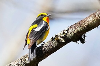 Narcissus Flycatcher Yanagisawa Pass Sat, 4/20/2024