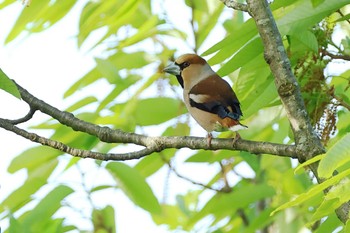 Hawfinch 愛知県 Fri, 4/19/2024