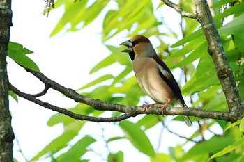 Hawfinch 愛知県 Fri, 4/19/2024