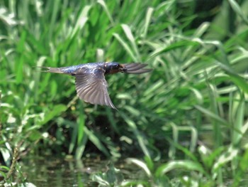 Barn Swallow 栗原遊水池 Sun, 5/10/2015