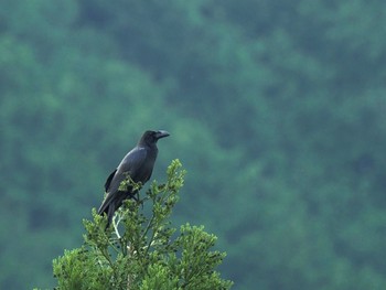 Large-billed Crow 日向林道 Sun, 5/30/2021