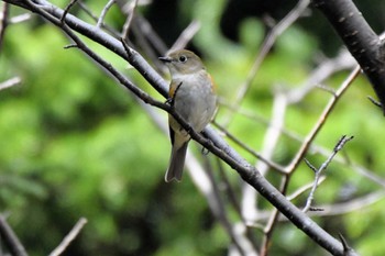 Red-flanked Bluetail 近所の公園 Tue, 4/23/2024