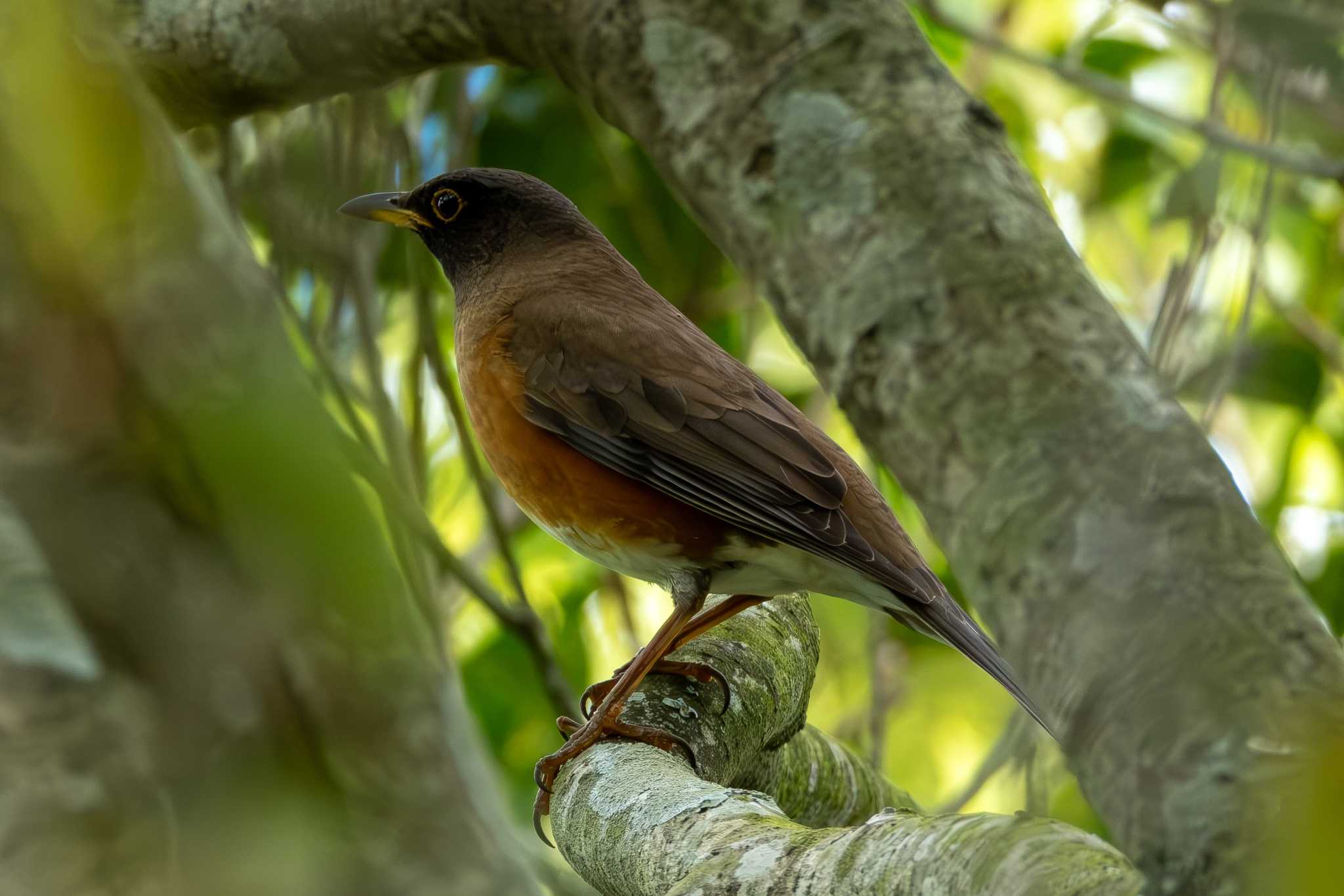 Photo of Brown-headed Thrush(orii) at 和田公園(稲敷市) by MNB EBSW