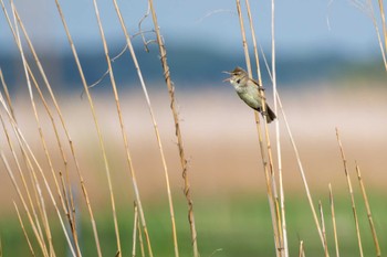 Oriental Reed Warbler Inashiki Tue, 4/23/2024