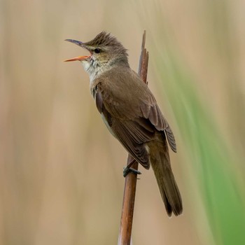 Oriental Reed Warbler Inashiki Tue, 4/23/2024